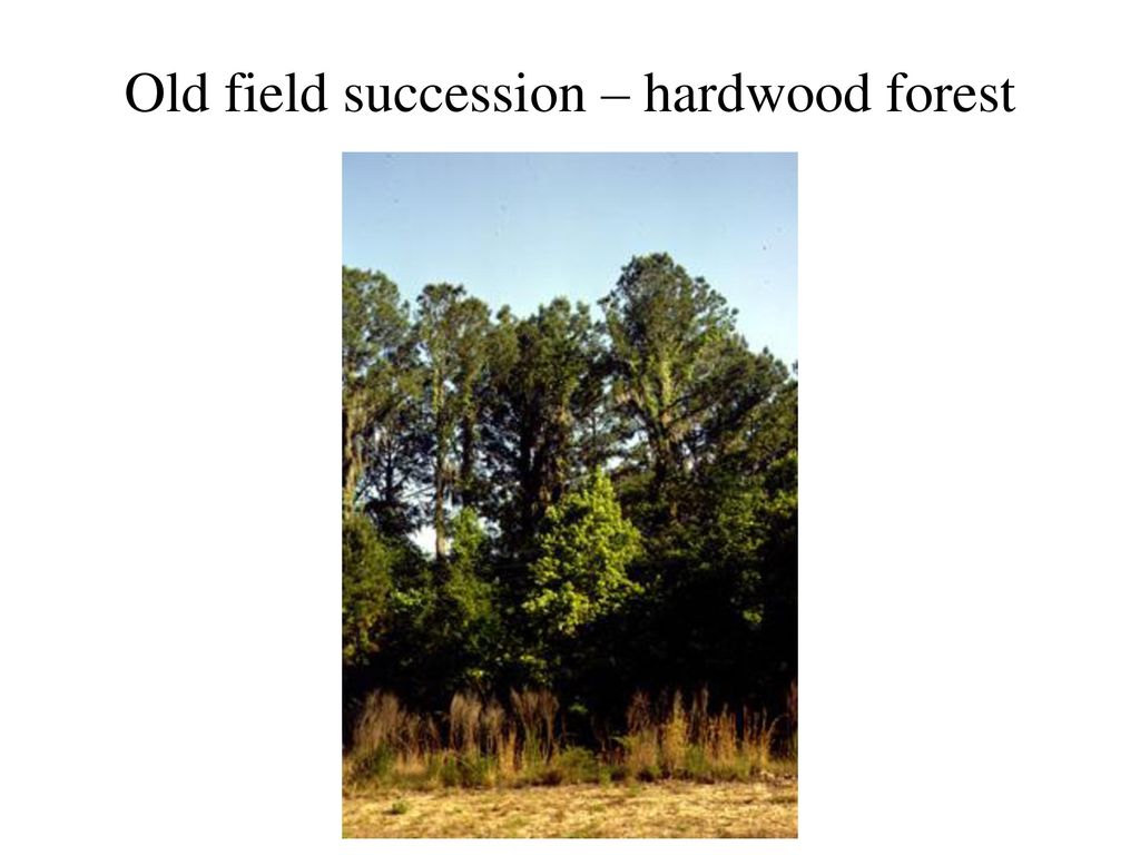 Old field succession – hardwood forest