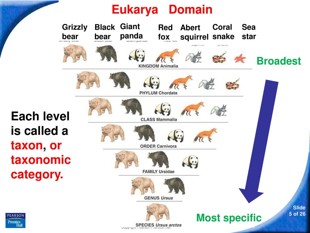 To group according to like traits. - ppt download