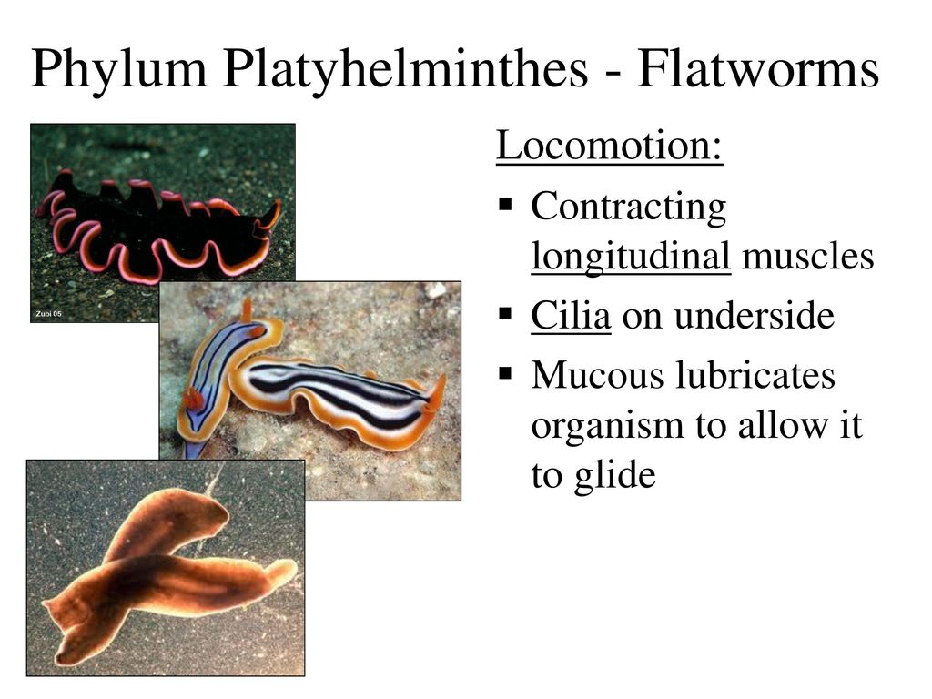 material platyhelminthes ppt