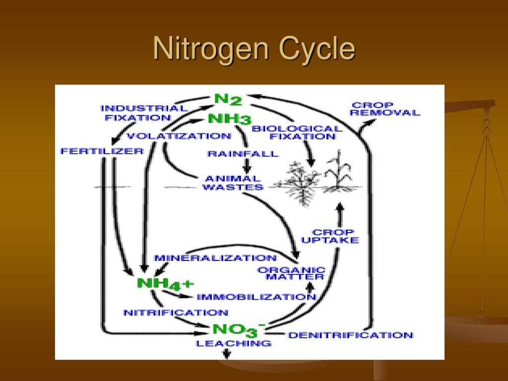 Variable Rate Nitrogen Application in Corn Production - ppt download