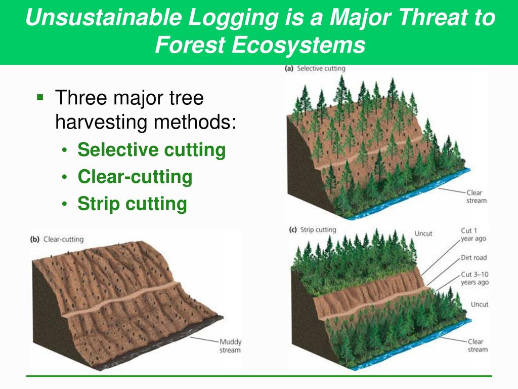 Unsustainable Logging is a Major Threat to Forest Ecosystems