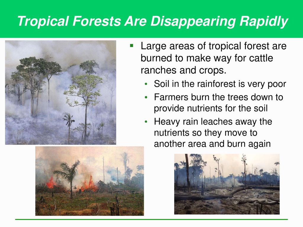 Tropical Forests Are Disappearing Rapidly