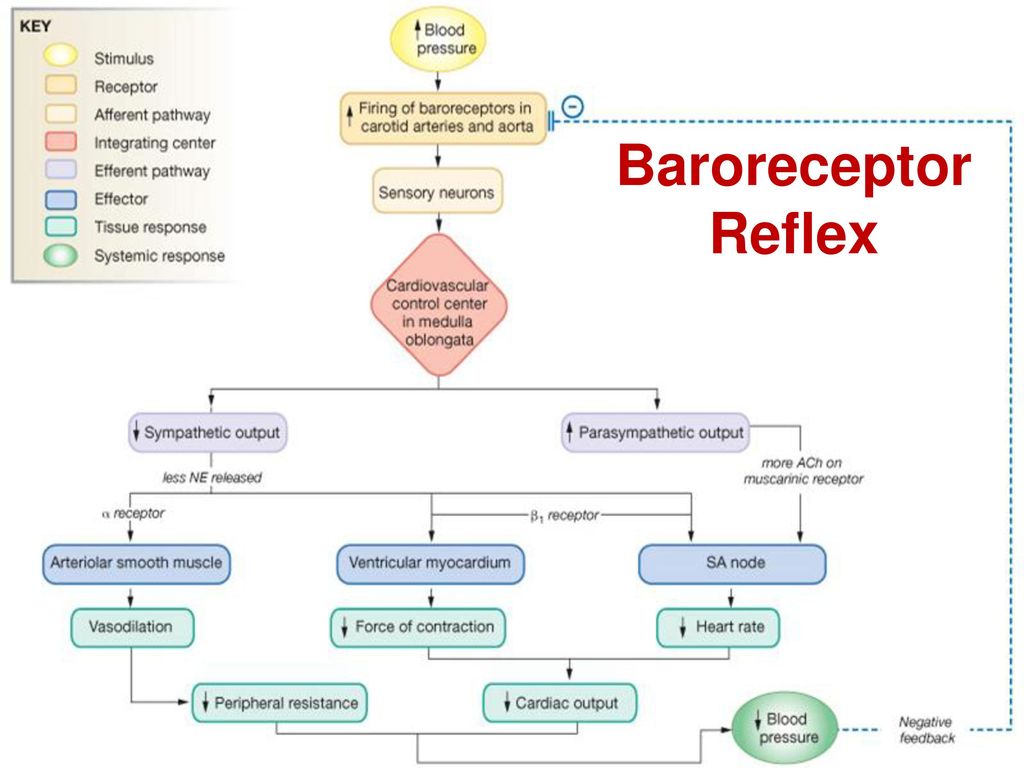 Baroreceptor+Reflex+Baroreceptor+Reflex.jpg