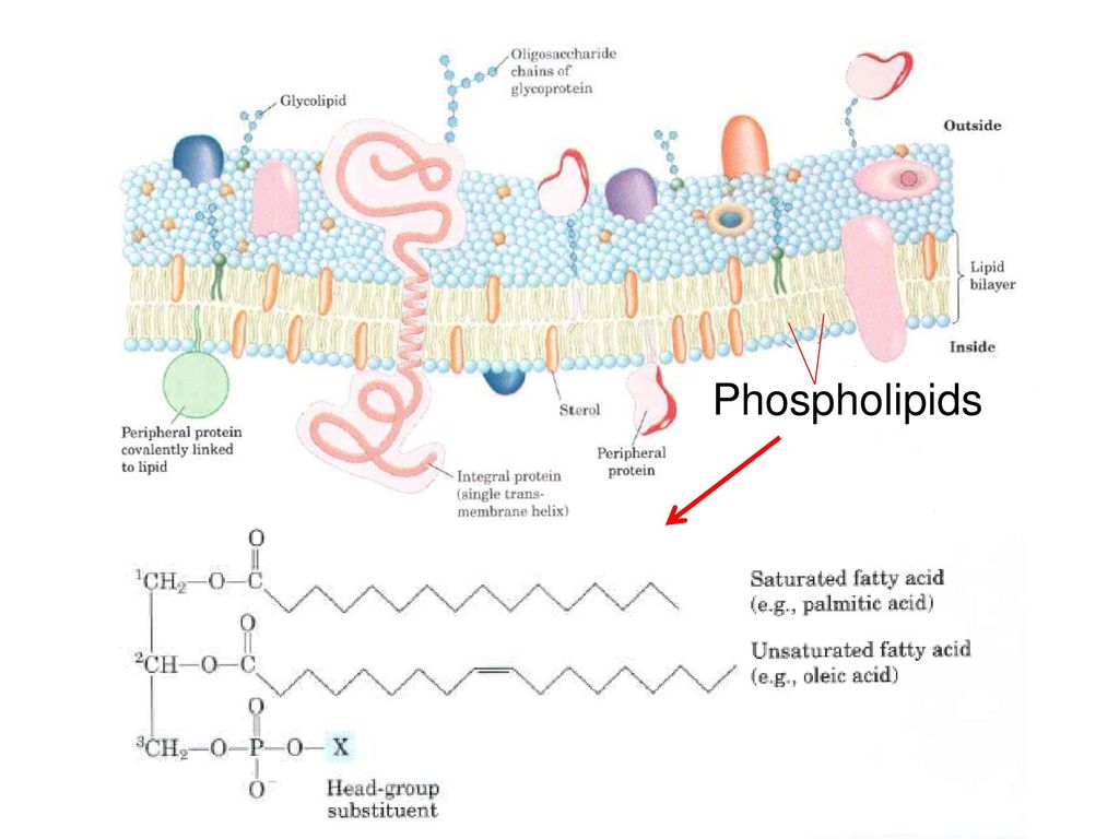 Carbohydrates Are The Most Abundant Biomolecules On Earth Each Year Photosynthesis Converts More Than 100 Billion Metric Tons Of C02 And H Into Ppt Download