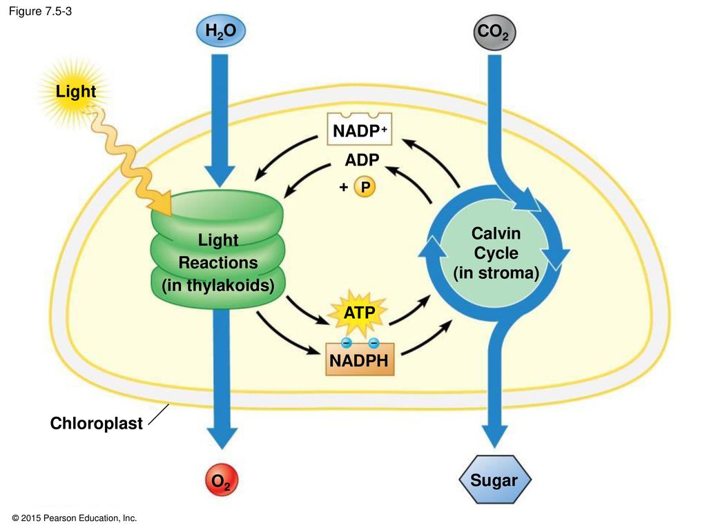 Сильная реакция на свет. Light Reactions in thylakoids. Цикл Кальвина в фотосинтезе. Calvin Cycle. Stages of Calvin Cycle.