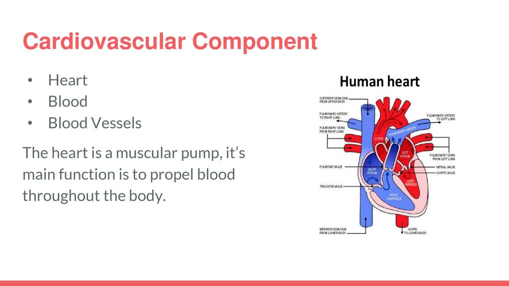 Cardiovascular Component