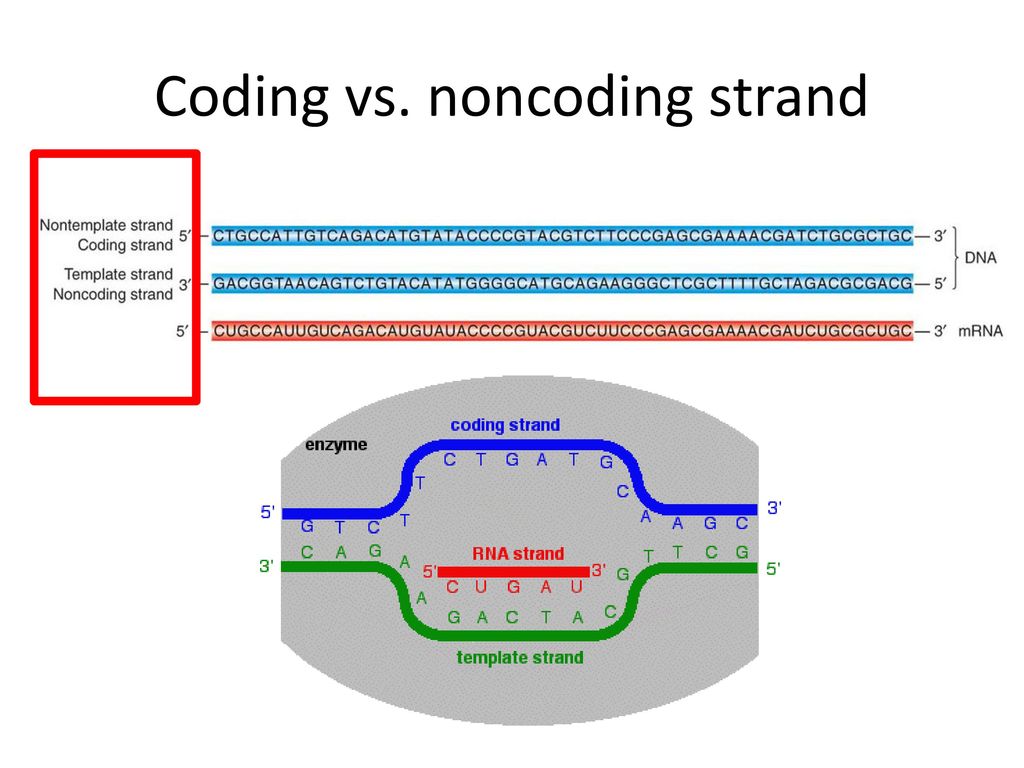 Rna transcription and processing ppt download