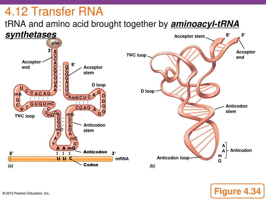 Трнк доставляют. Строение молекулы ТРНК. Aminoacyl-TRNA. L-форма ТРНК. Структура ТРНК.