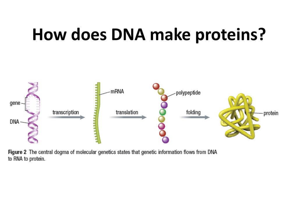 How does DNA make proteins