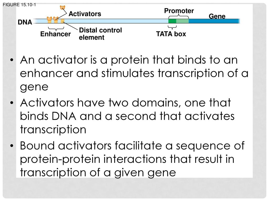 Figure Promoter. Activators. Gene. DNA. Distal control element. Enhancer. TATA box.