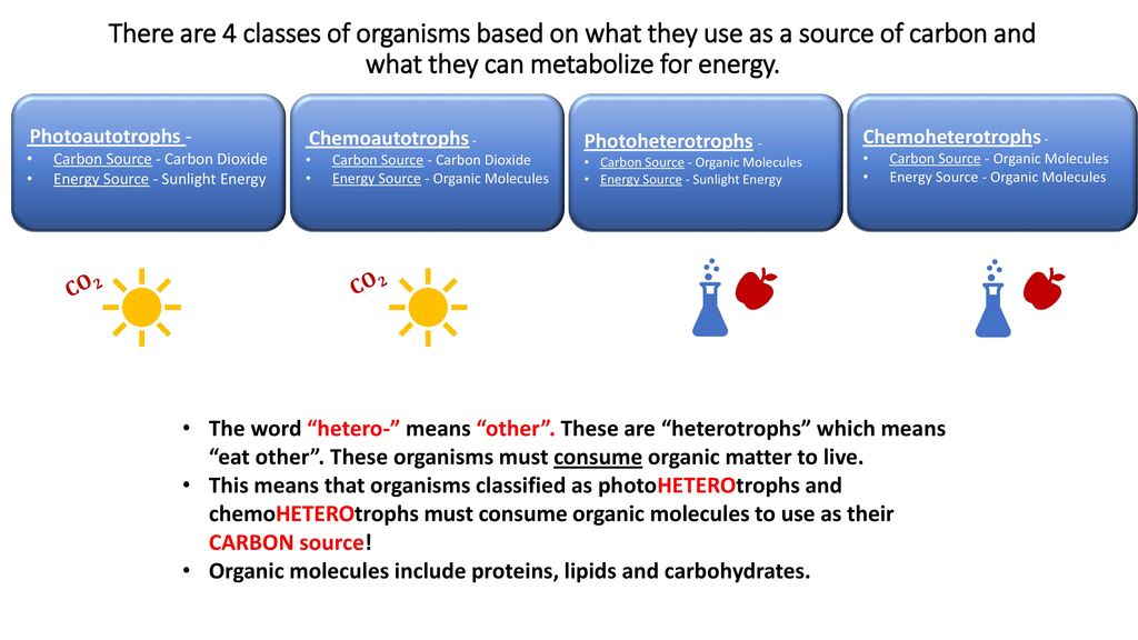 MIDTERM II STUDY GUIDE MICROBIOLOGY. ppt download