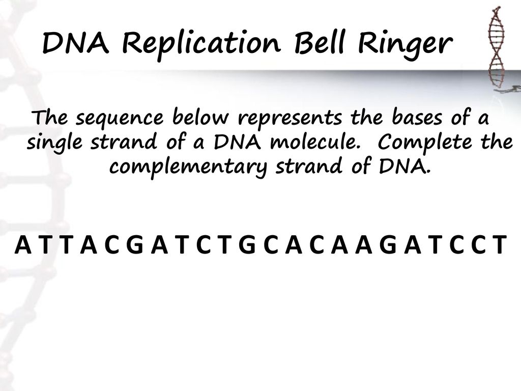 DNA Replication Bell Ringer