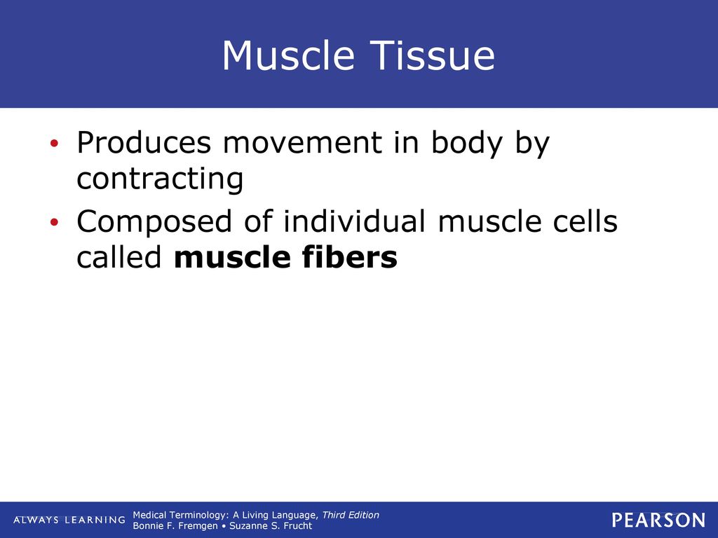 Muscle Tissue Produces movement in body by contracting