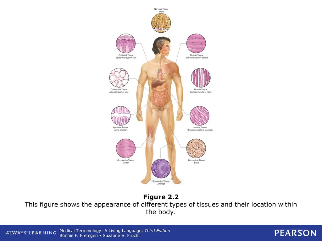 Figure 2.2 This figure shows the appearance of different types of tissues and their location within the body.