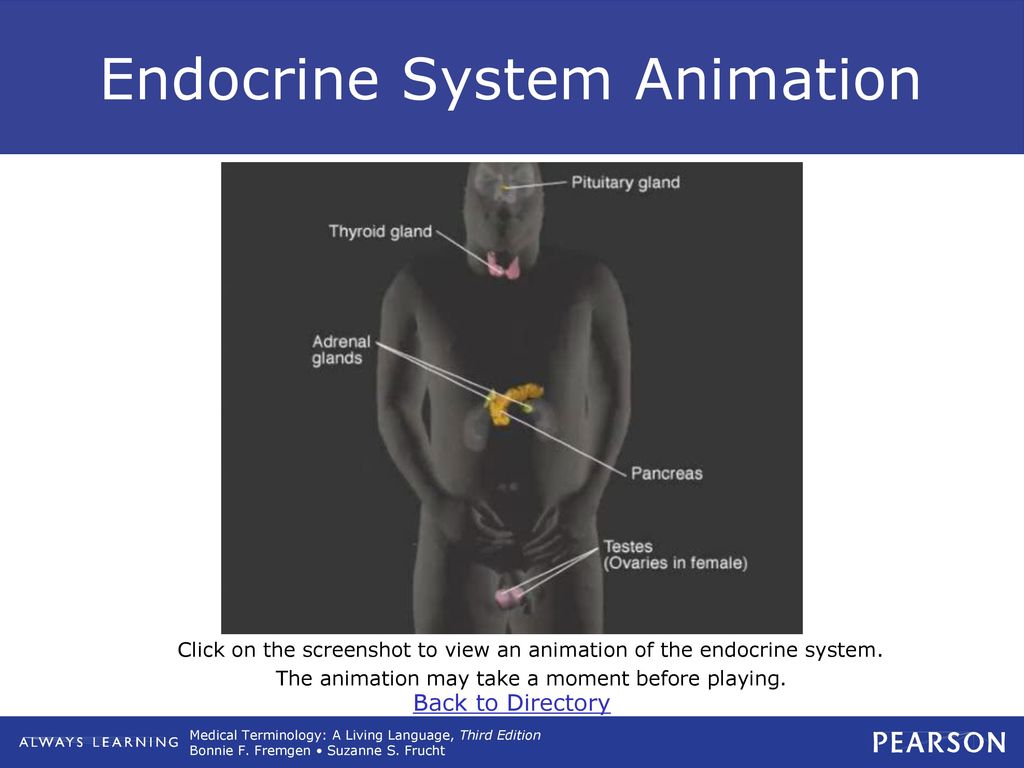 Endocrine System Animation