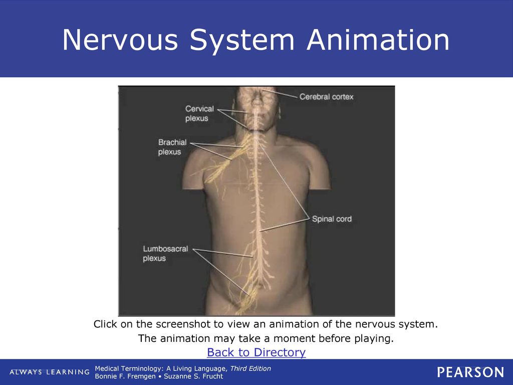 Nervous System Animation