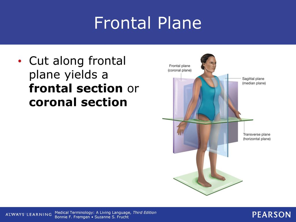 Frontal Plane Cut along frontal plane yields a frontal section or coronal section