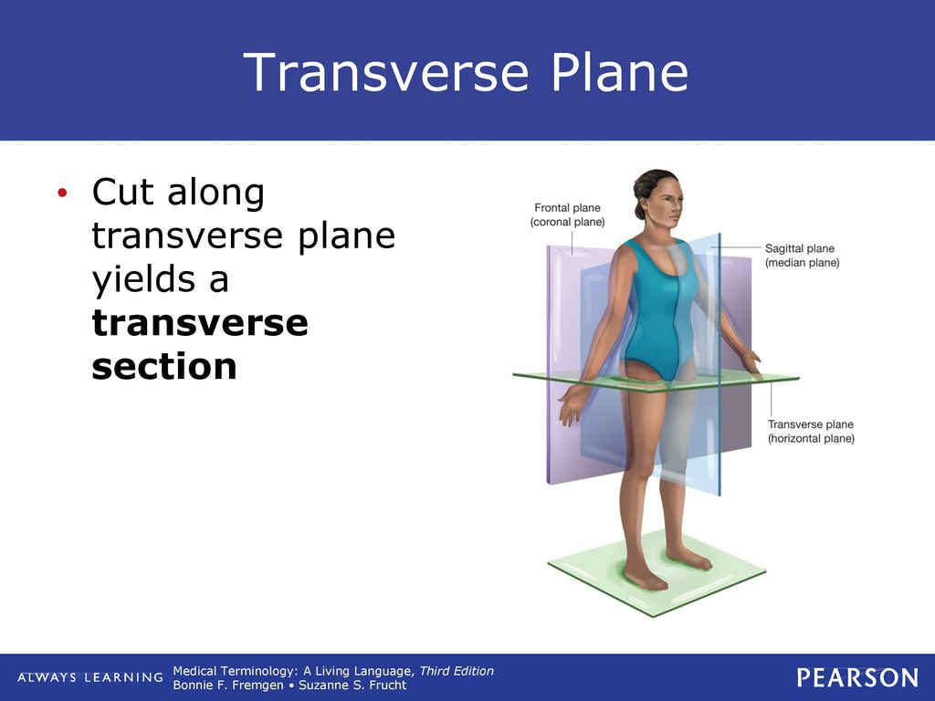 Transverse Plane Cut along transverse plane yields a transverse section