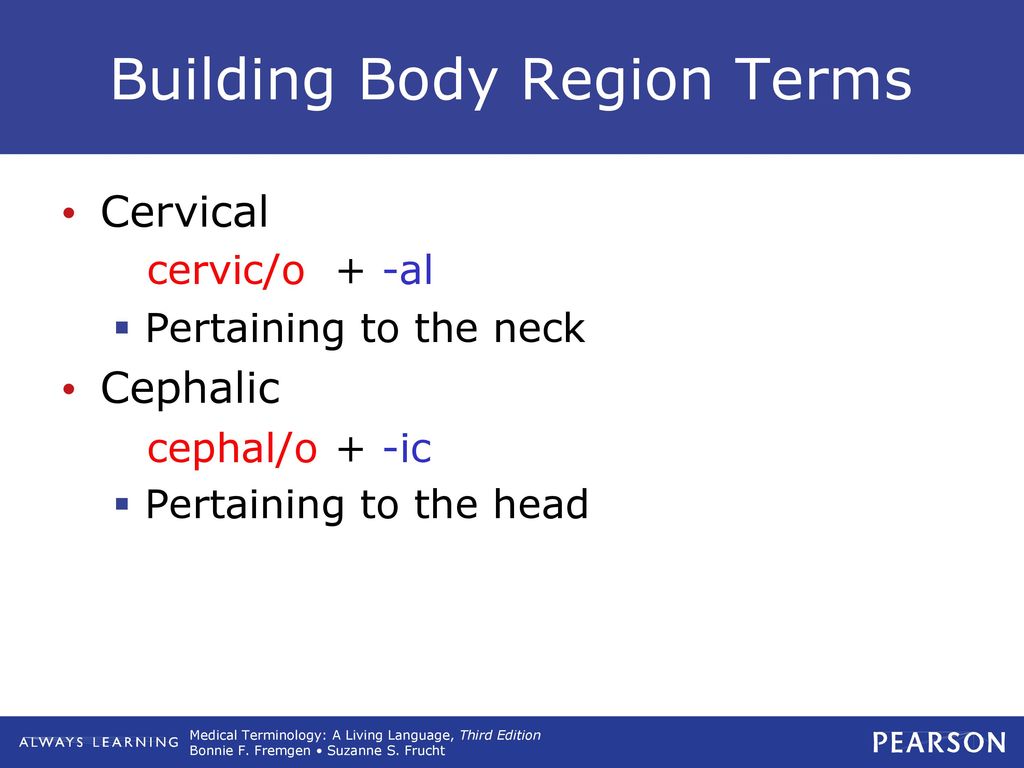 Building Body Region Terms
