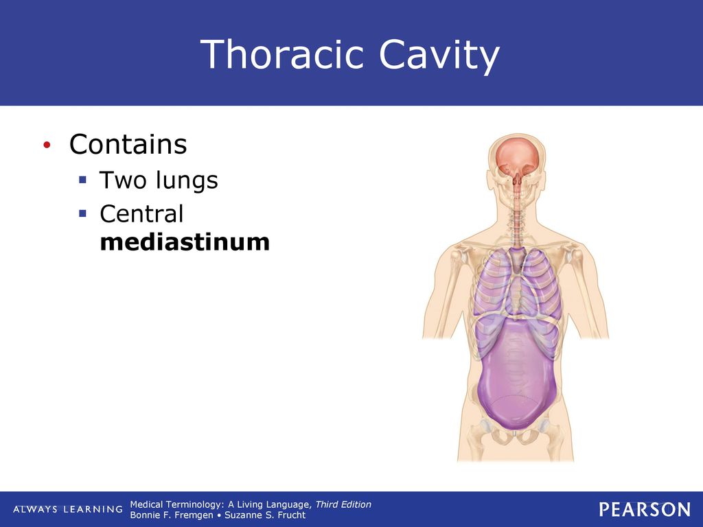 Thoracic Cavity Contains Two lungs Central mediastinum