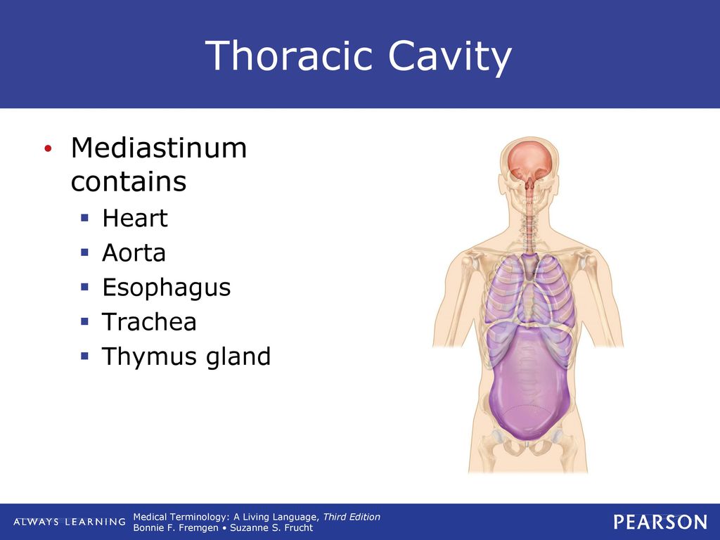 Thoracic Cavity Mediastinum contains Heart Aorta Esophagus Trachea