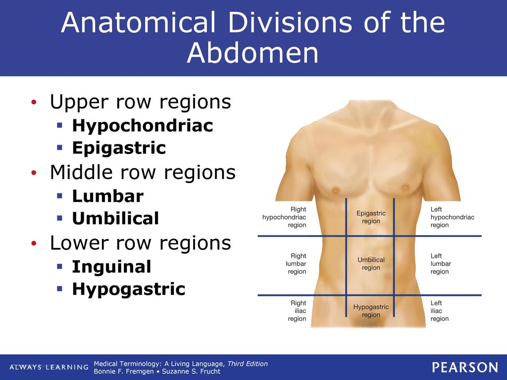 Anatomical Divisions of the Abdomen