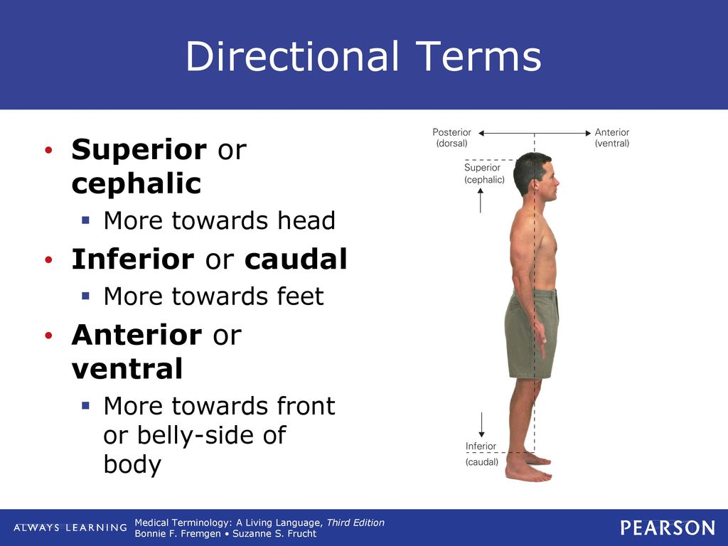 Directional Terms Superior or cephalic Inferior or caudal
