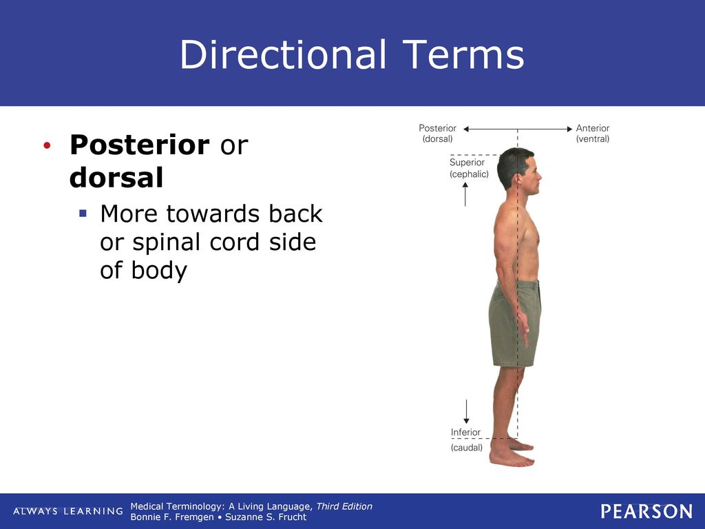 Directional Terms Posterior or dorsal