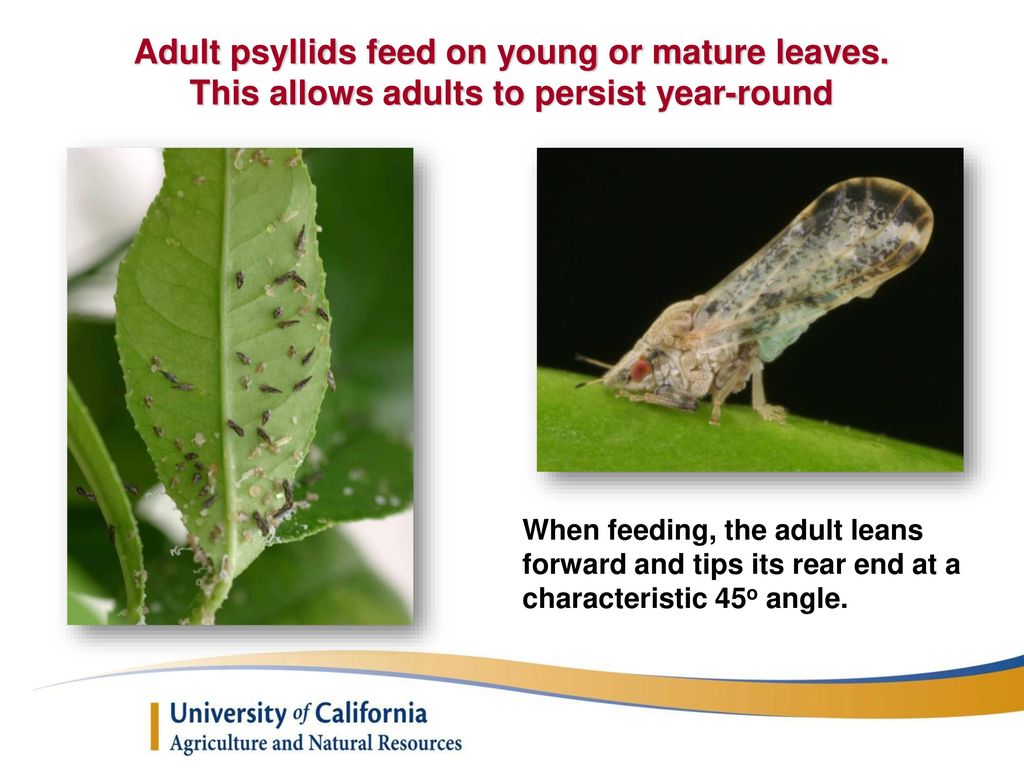 Adult psyllids feed on young or mature leaves