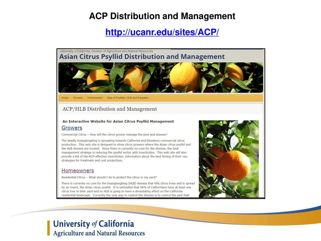 ACP Distribution and Management