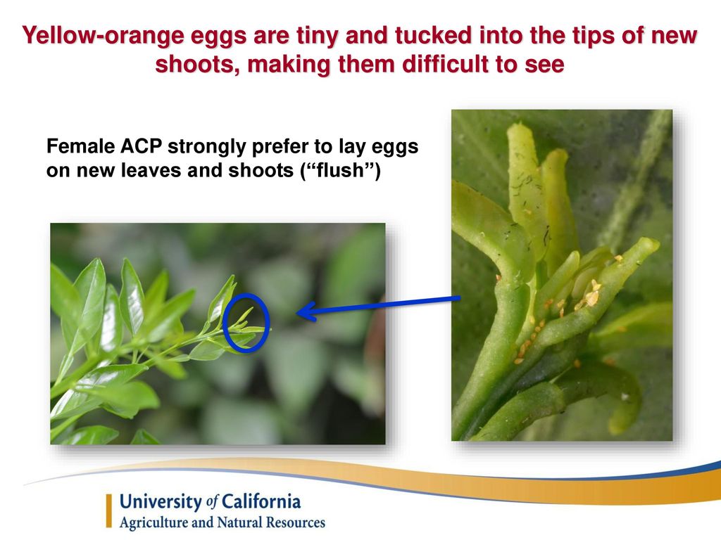 Yellow-orange eggs are tiny and tucked into the tips of new shoots, making them difficult to see