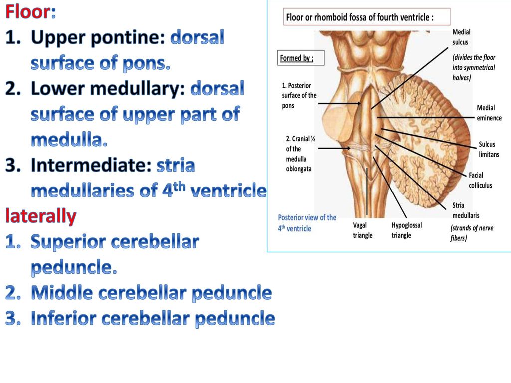 Meninges Csf And Ventricular System Ppt Download