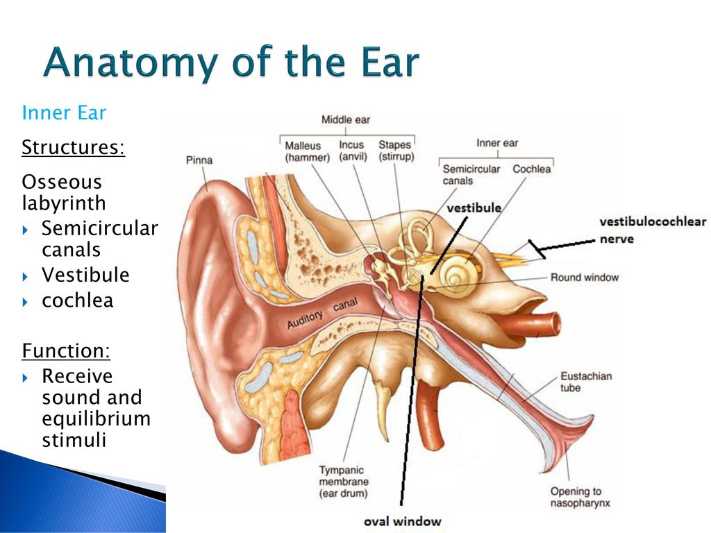 Inner Ear: Anatomy & Function