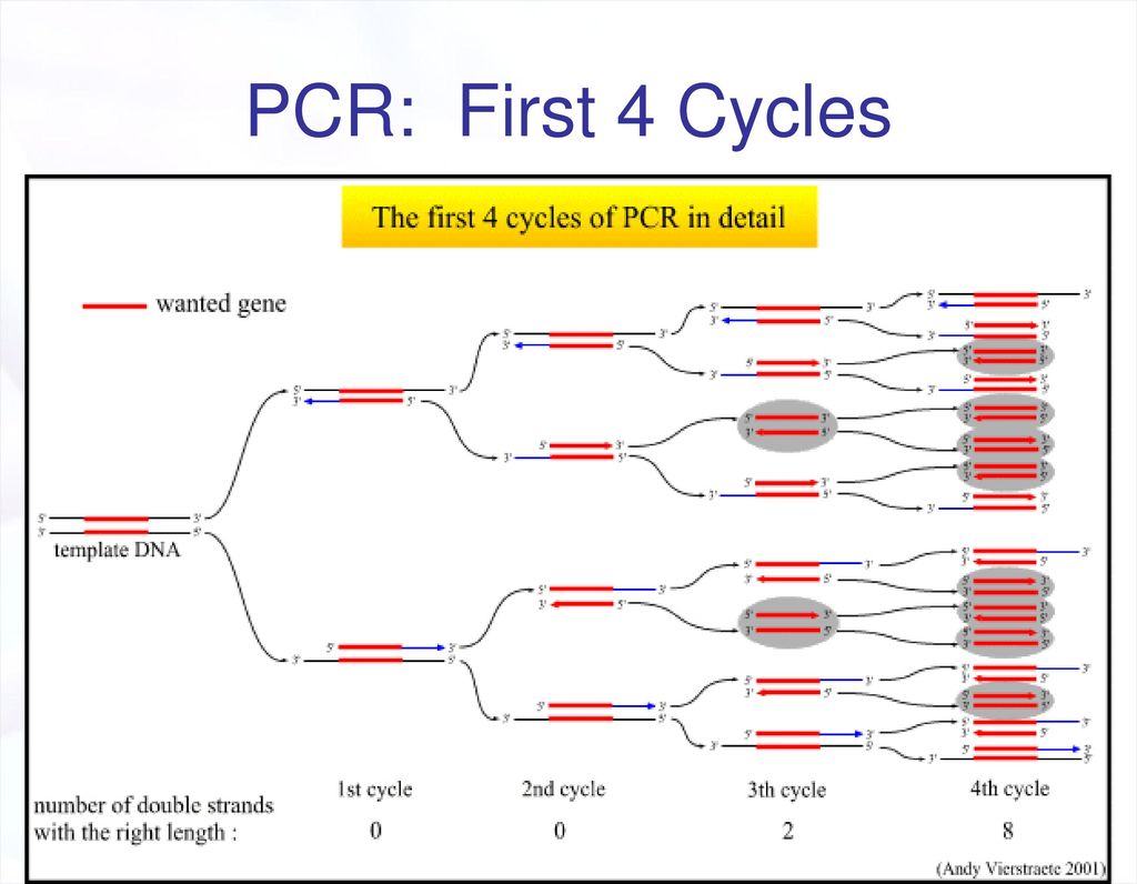 Цикл 4 2 1. First PCR. PCR German .pdf. Что такое High wire Cycle.