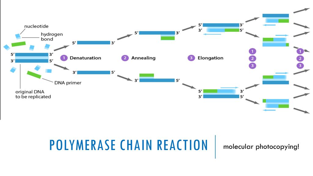 Полимеразная цепная реакция результат. Polymerase Chain Reaction (PCR). PCR Reaction. PCR components. Полимеразная цепная реакция схема.