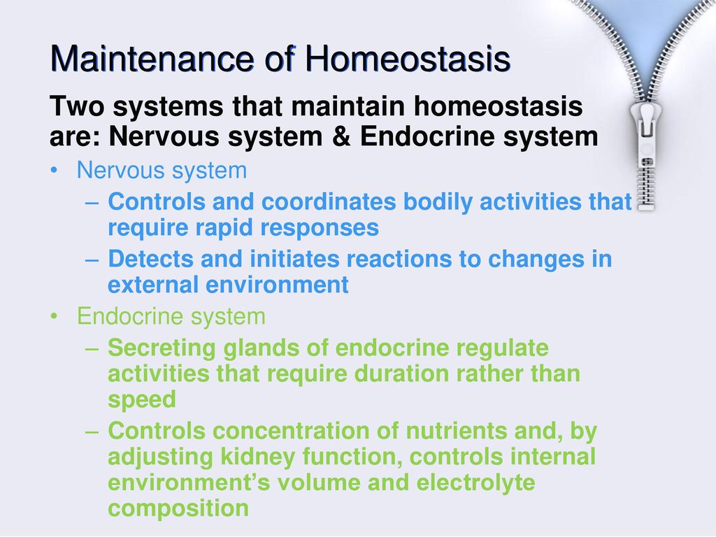 what is the purpose of homeostasis