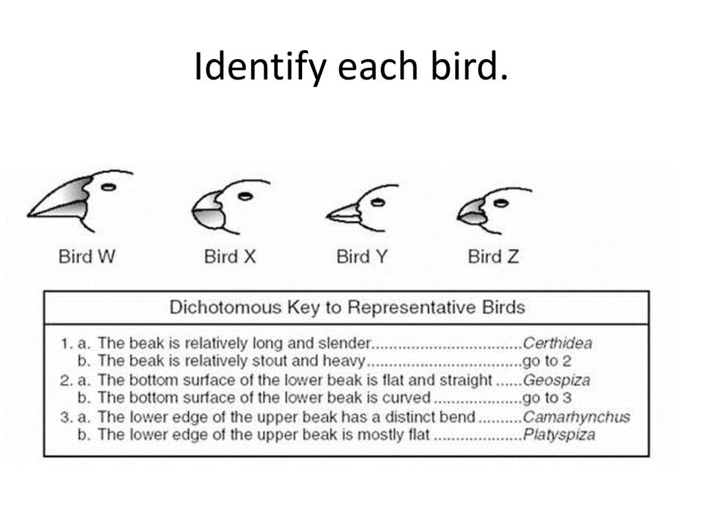 Identify each bird.