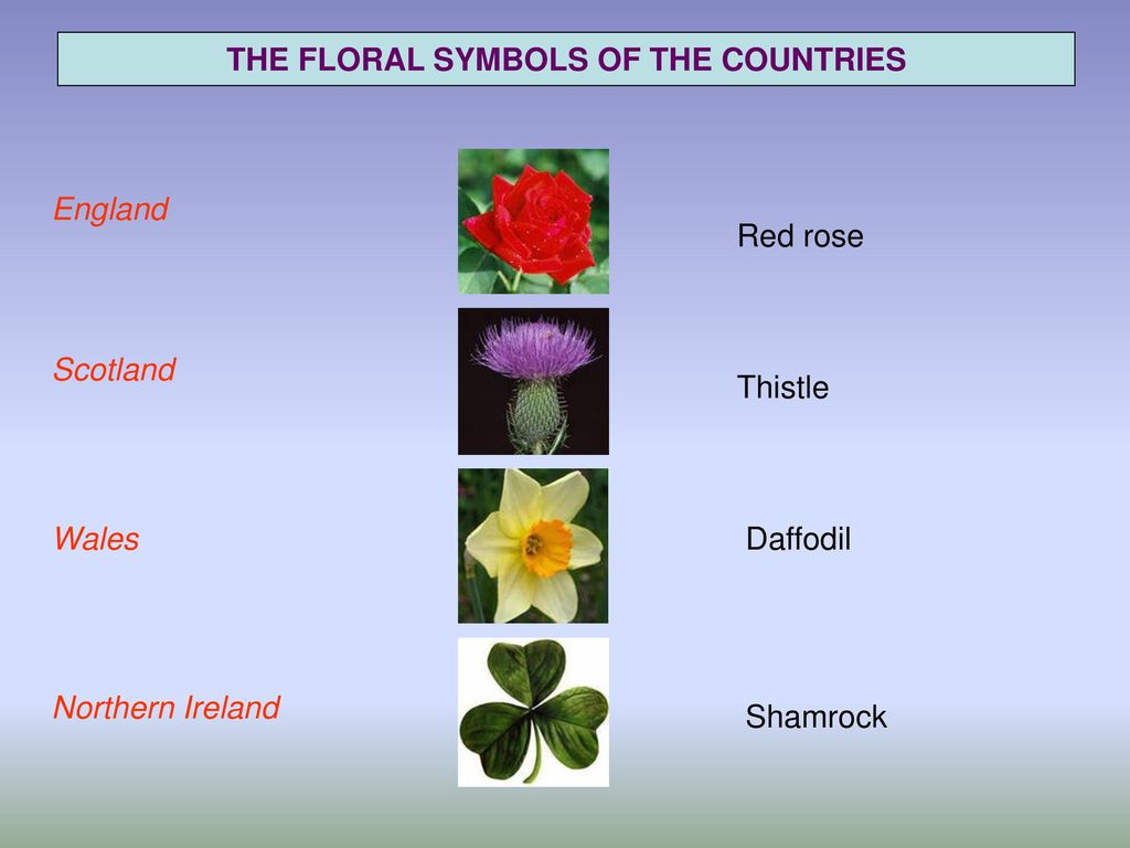 Цветы символы великобритании