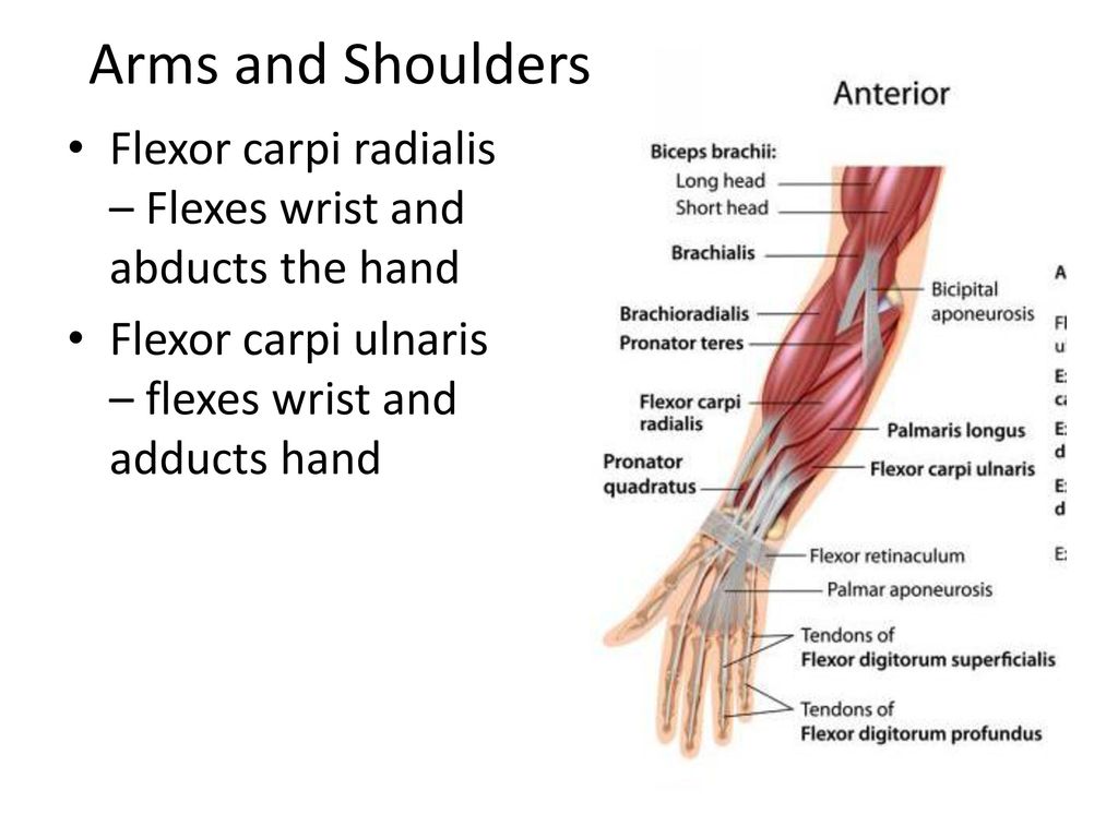 Arms and Shoulders Flexor carpi radialis – Flexes wrist and abducts the hand.