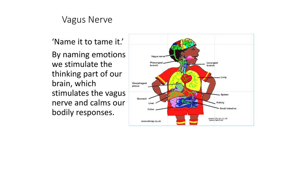 Vagus Nerve ‘Name it to tame it.’