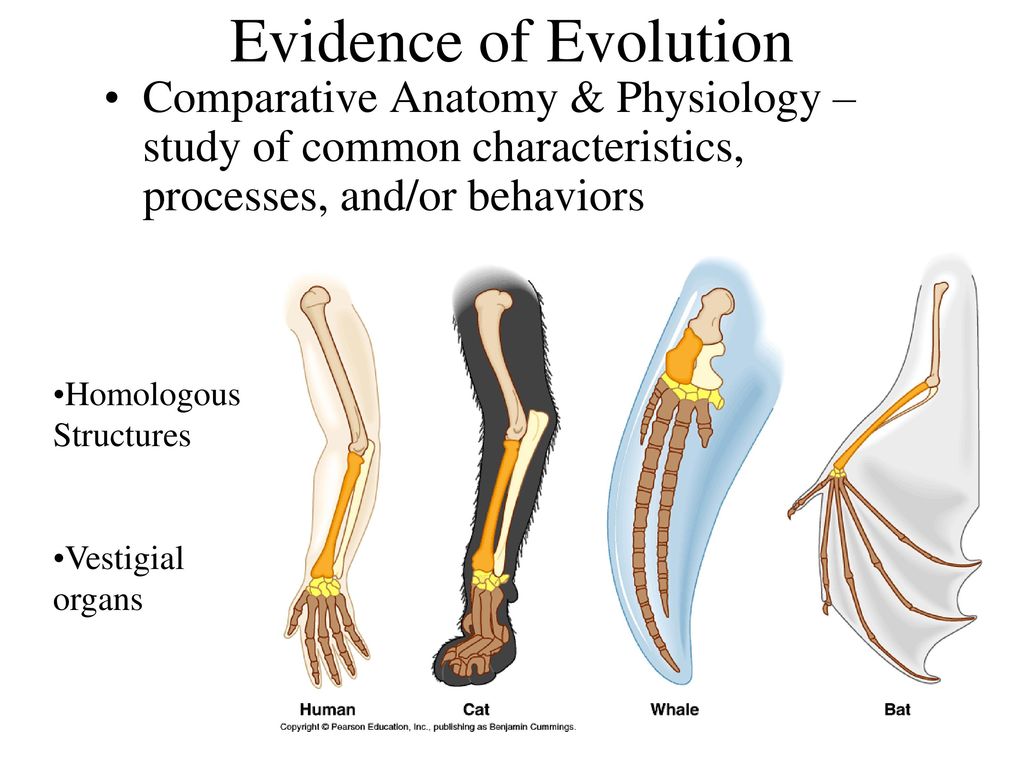 Comparative structures. Evidence and Evolution. Vestigial. Мутация vestigial Wings - зачаточные Крылья.