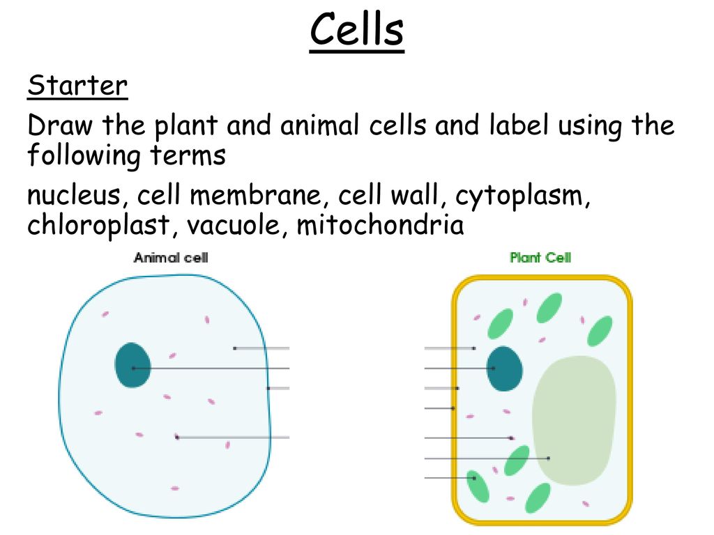 WJEC Double Science Biology Unit ppt download
