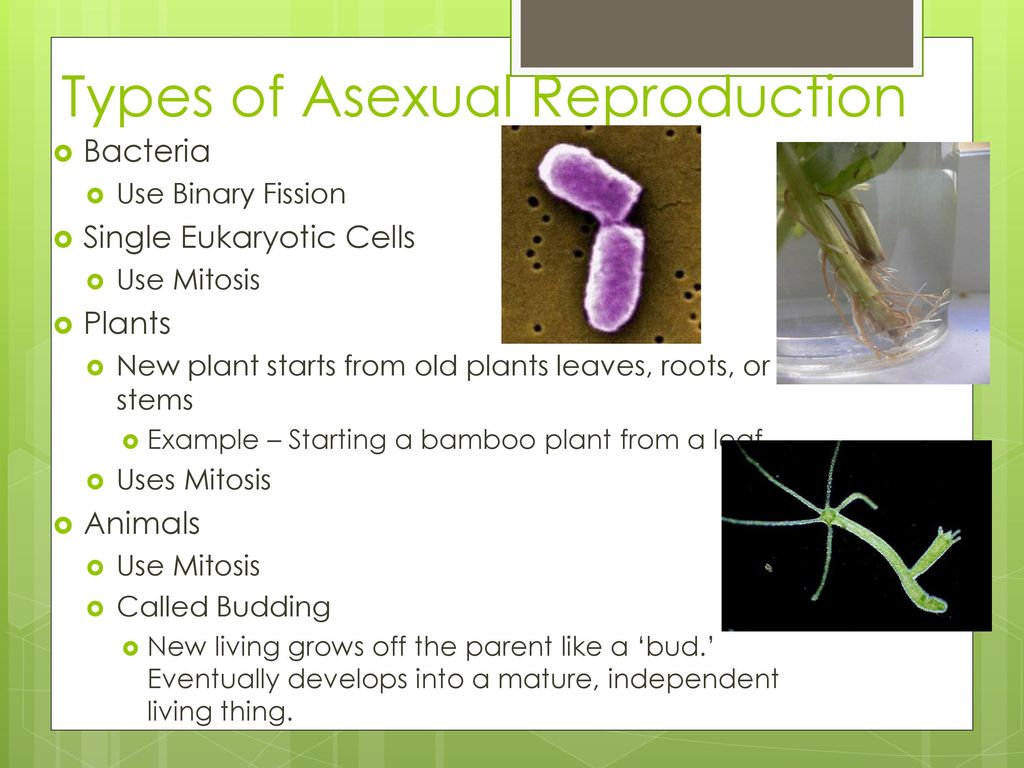 Types of Asexual Reproduction 