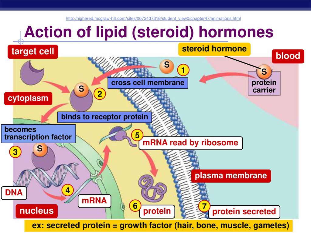 Action of lipid (steroid) hormones.