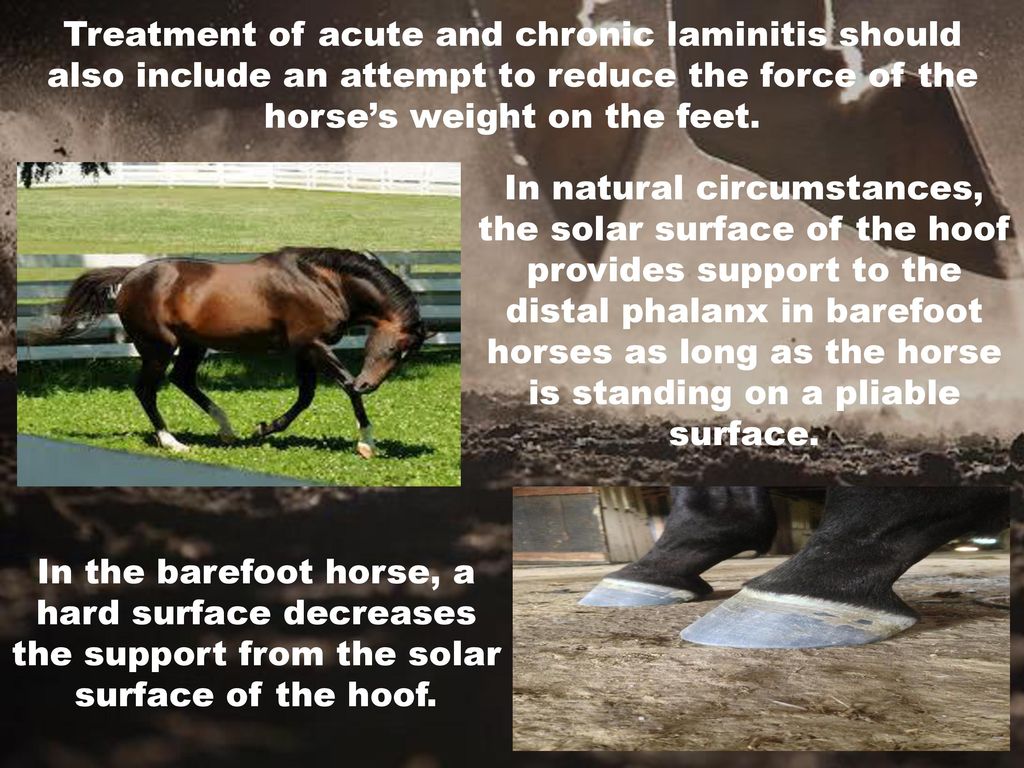 Laminitis Is The Second Highest Cause Of Euthanasia In Horses Ppt Download