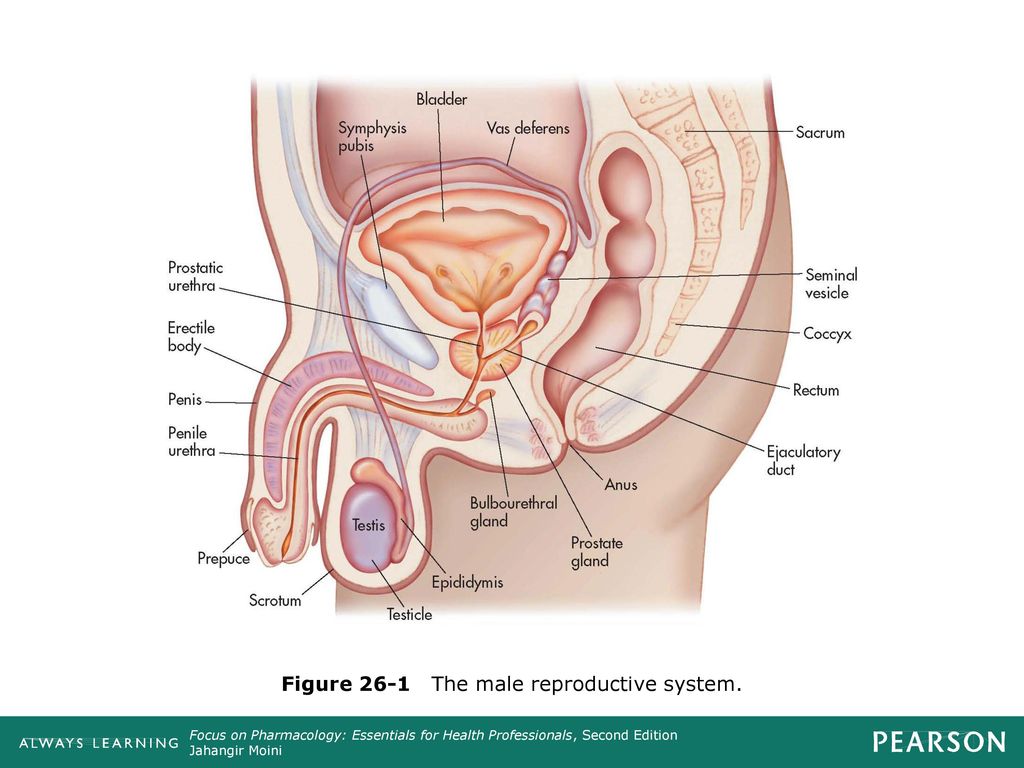 Figure 26-1 The male reproductive system.