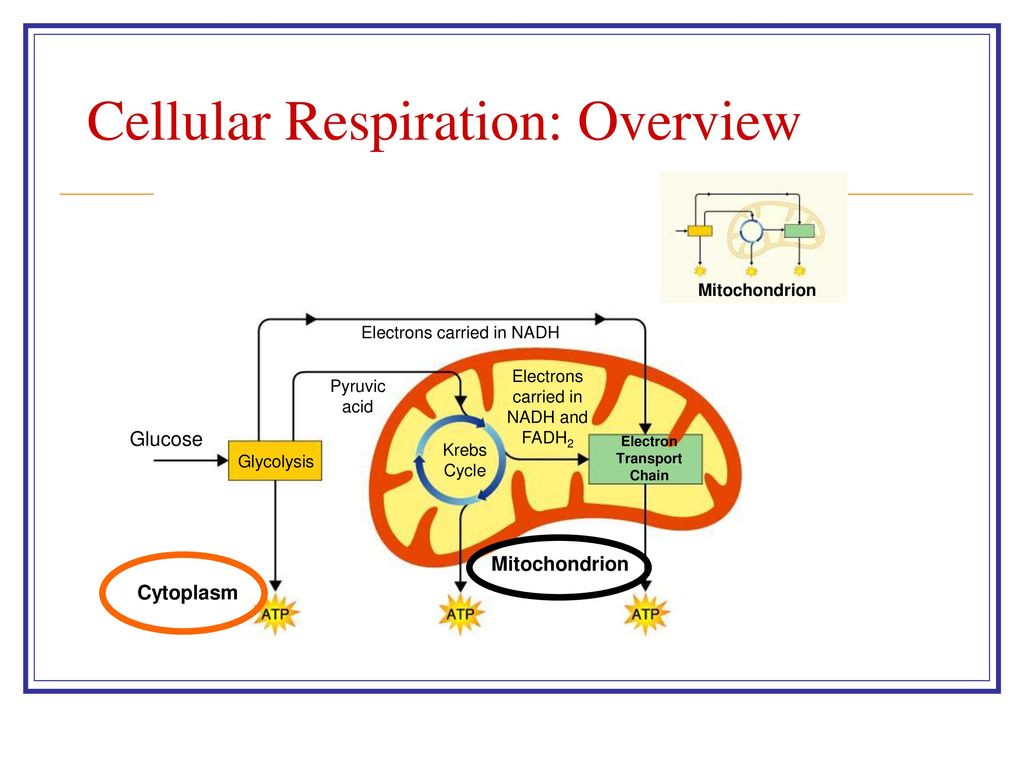 Essential Questions For Unit 5 – Cellular Energy - Ppt Download