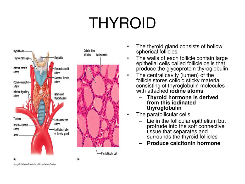 The Endrocine System Ppt Download