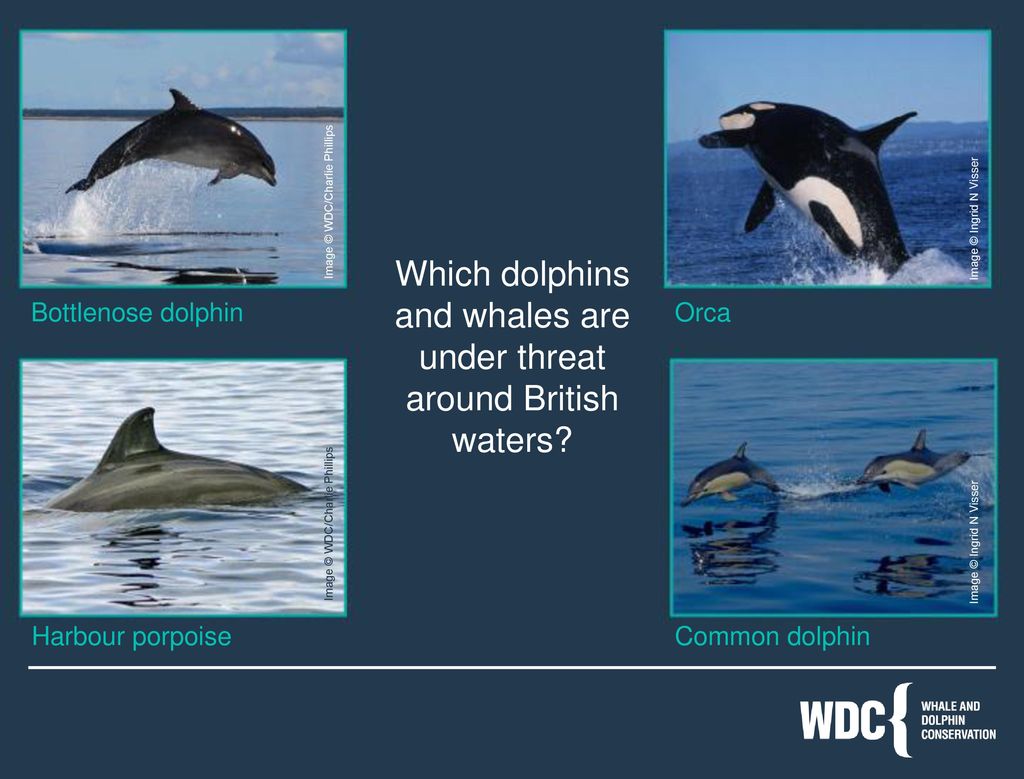 Which dolphins and whales are under threat around British waters