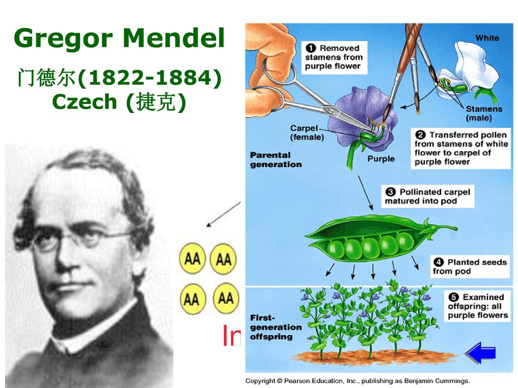 Мендель основы генетики. Грегор Иоганн Мендель. Грегор Иоганн Мендель(1822 – 1884). Генетики Грегор Мендель. Биолог Грегор Мендель.
